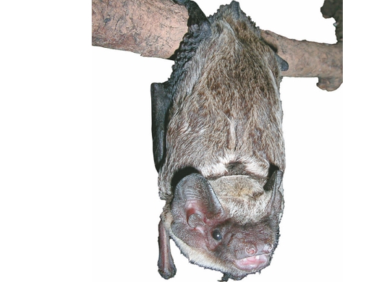   霜毛蝠（陳家鴻 攝）
