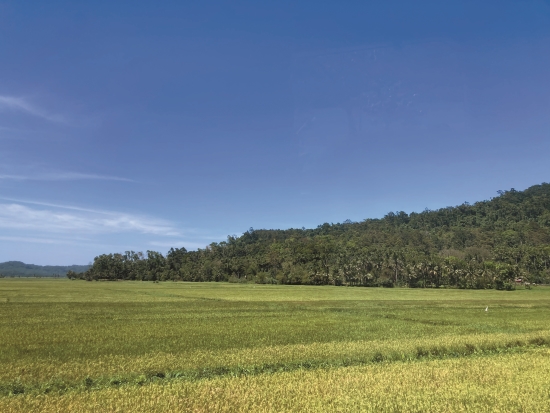 水田與森林鑲嵌的里山環境，灰面鵟鷹通常有較高的繁殖密度／蔡宜樺 提供