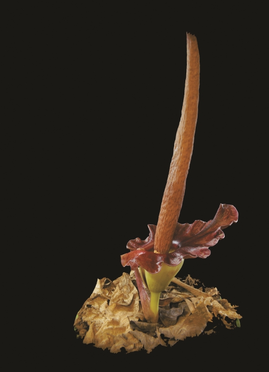 透過VR眼鏡，能360度觀察眼前極為擬真的物種外型和細節
（圖為臺灣魔芋）／自管處 提供