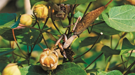 為了生存，「吃」是生物頭等大事（圖為寬腹螳螂）
