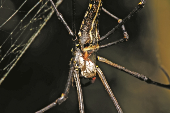 人面蜘蛛雌雄外觀差異極大