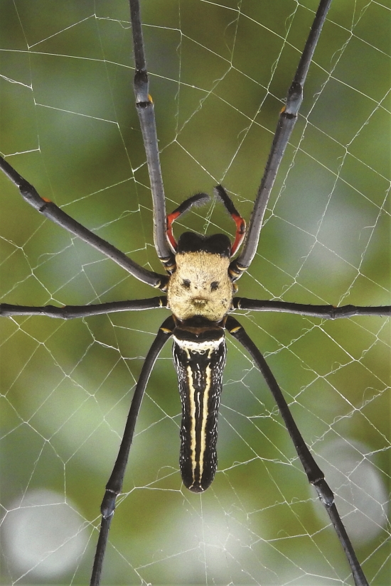 人面蜘蛛（雌）