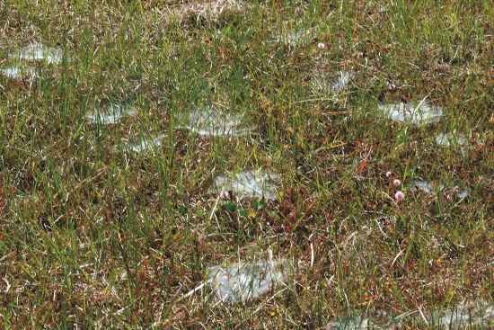 蛛網形成的小社區