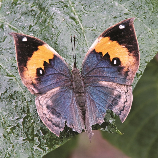 枯葉蝶展翅呈現截然不同的亮麗顏色