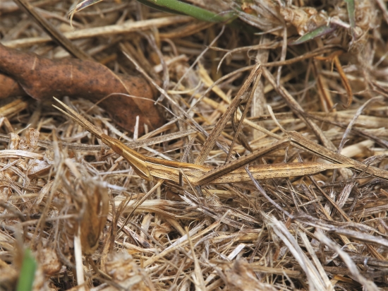 劍角蝗（褐色型）
