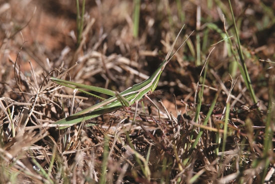 劍角蝗（綠色型）
