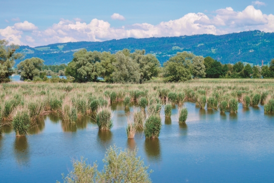 萊茵河三角洲自然保護區／shutterstock 提供
