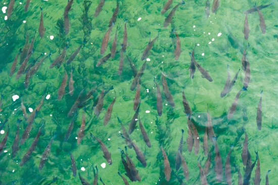  萊茵河裡的魚群／shutterstock 提供
