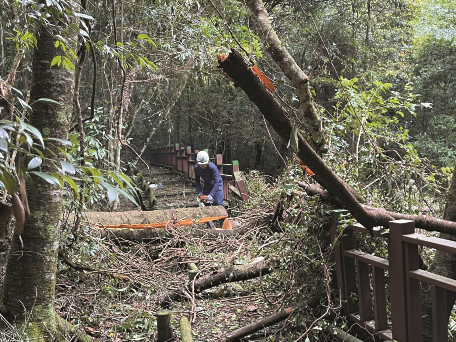 今年臺灣亦有多個颱風登陸，國家公園須經常清理倒木、搶修設施／雪管處 提供