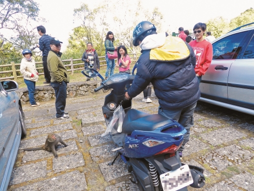 機車騎士常將食物掛在龍頭下的掛勾上，成為猴群覬覦的目標／玉管處 提供