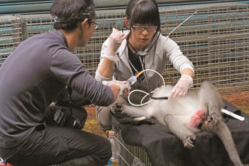 屏科大陳貞志博士及獸醫團隊針對臺灣獼猴進行研究調查／玉管處 提供