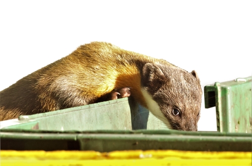 遊客留下的垃圾、廚餘，也改變了其他野生動物的習性（圖為黃喉貂在垃圾桶上探頭探腦）／玉管處 提供（印莉敏 攝）