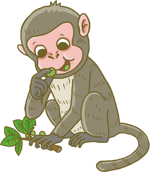 採食的臺灣獼猴