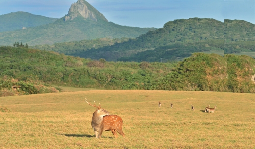 墾丁野外復育成功的梅花鹿群，成為經營管理的大挑戰／陳忠能 攝