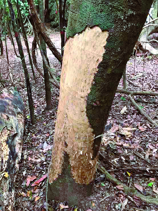 梅花鹿啃食樹皮／墾管處 提供
