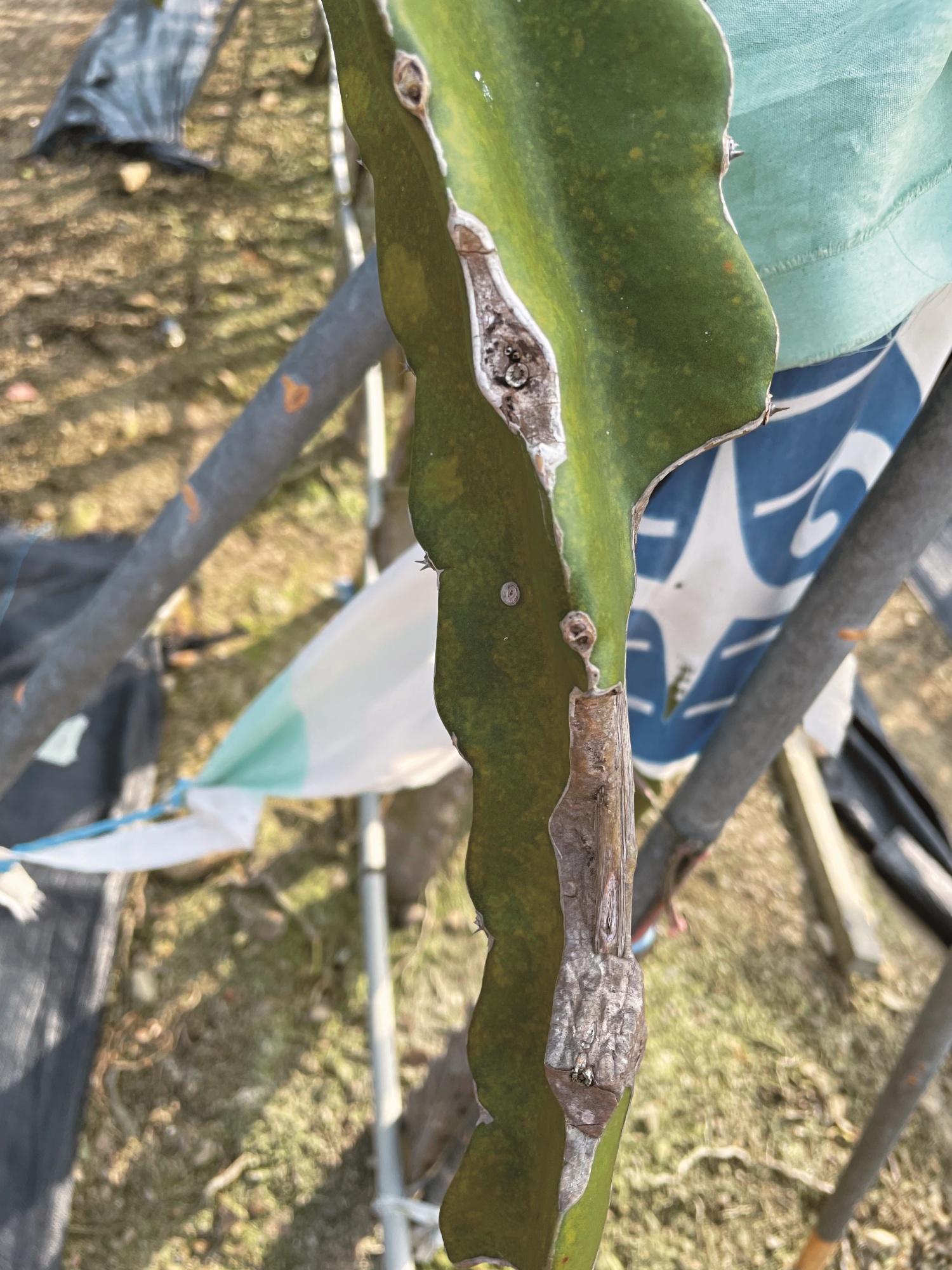 梅花鹿啃食火龍果造成農損／墾管處 提供