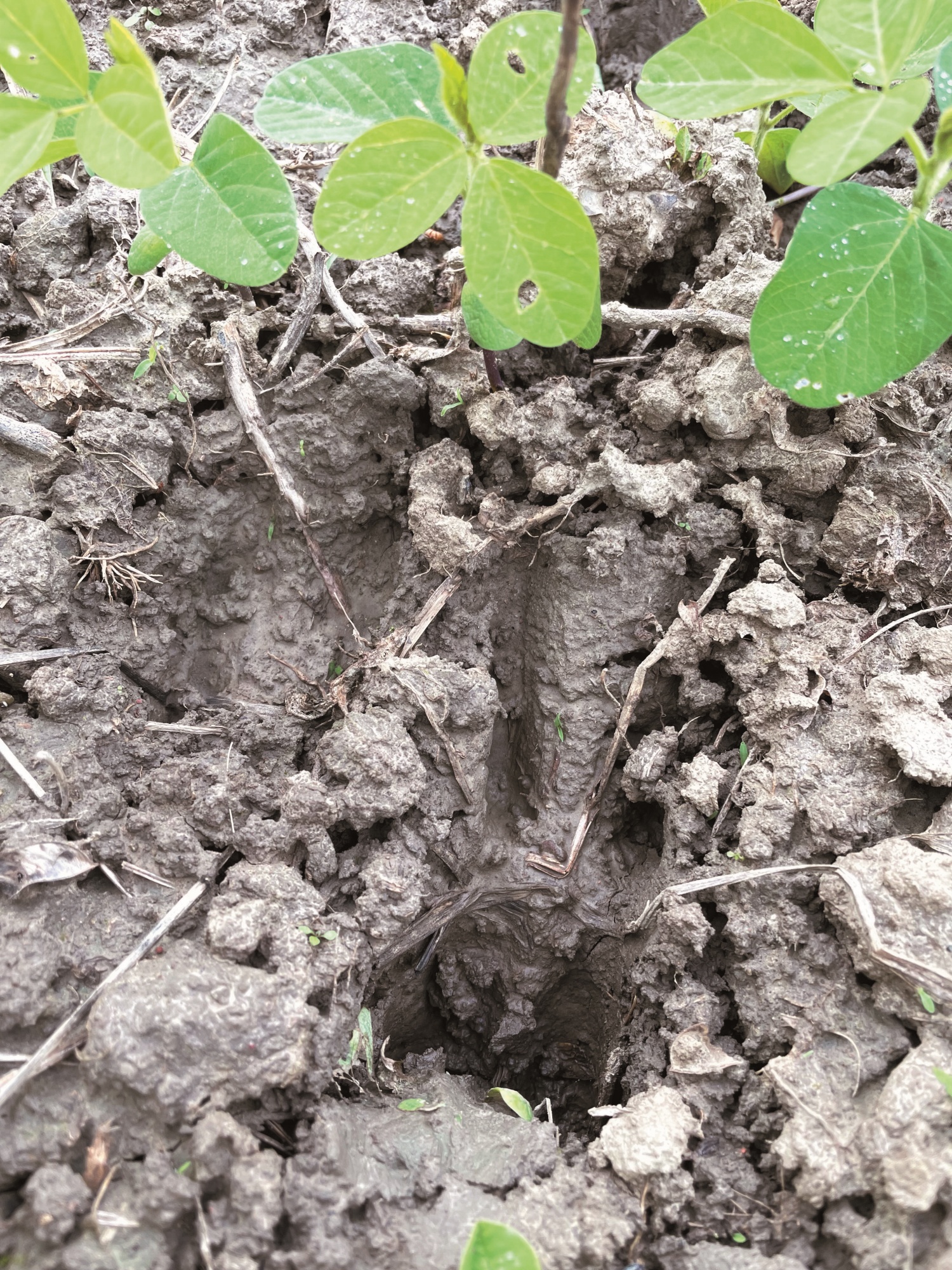 梅花鹿踩踏農田留下腳印／墾管處 提供