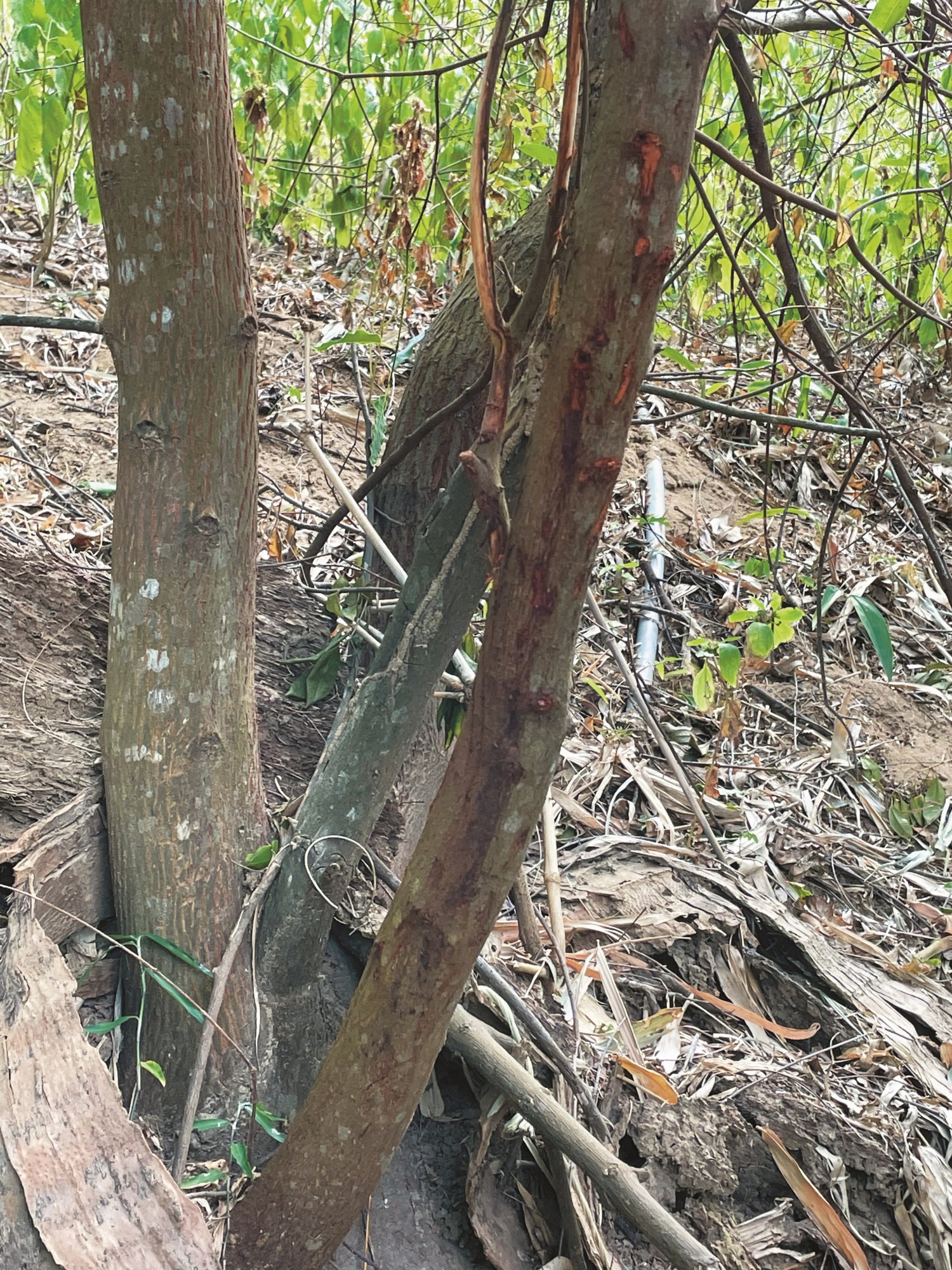 樹幹上留下磨角痕跡／墾管處 提供