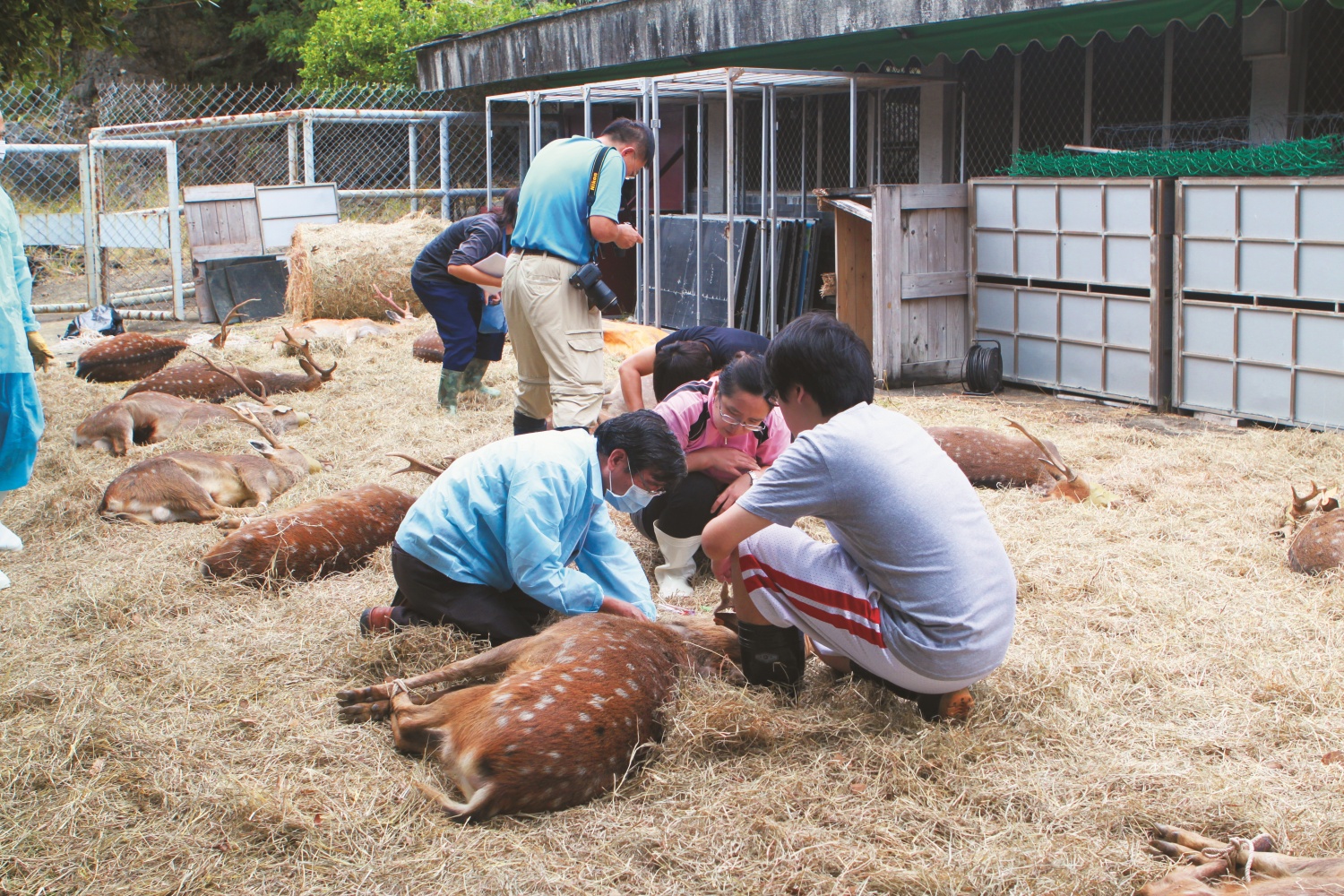 帶領學生實習進行鹿隻檢疫／墾管處 提供