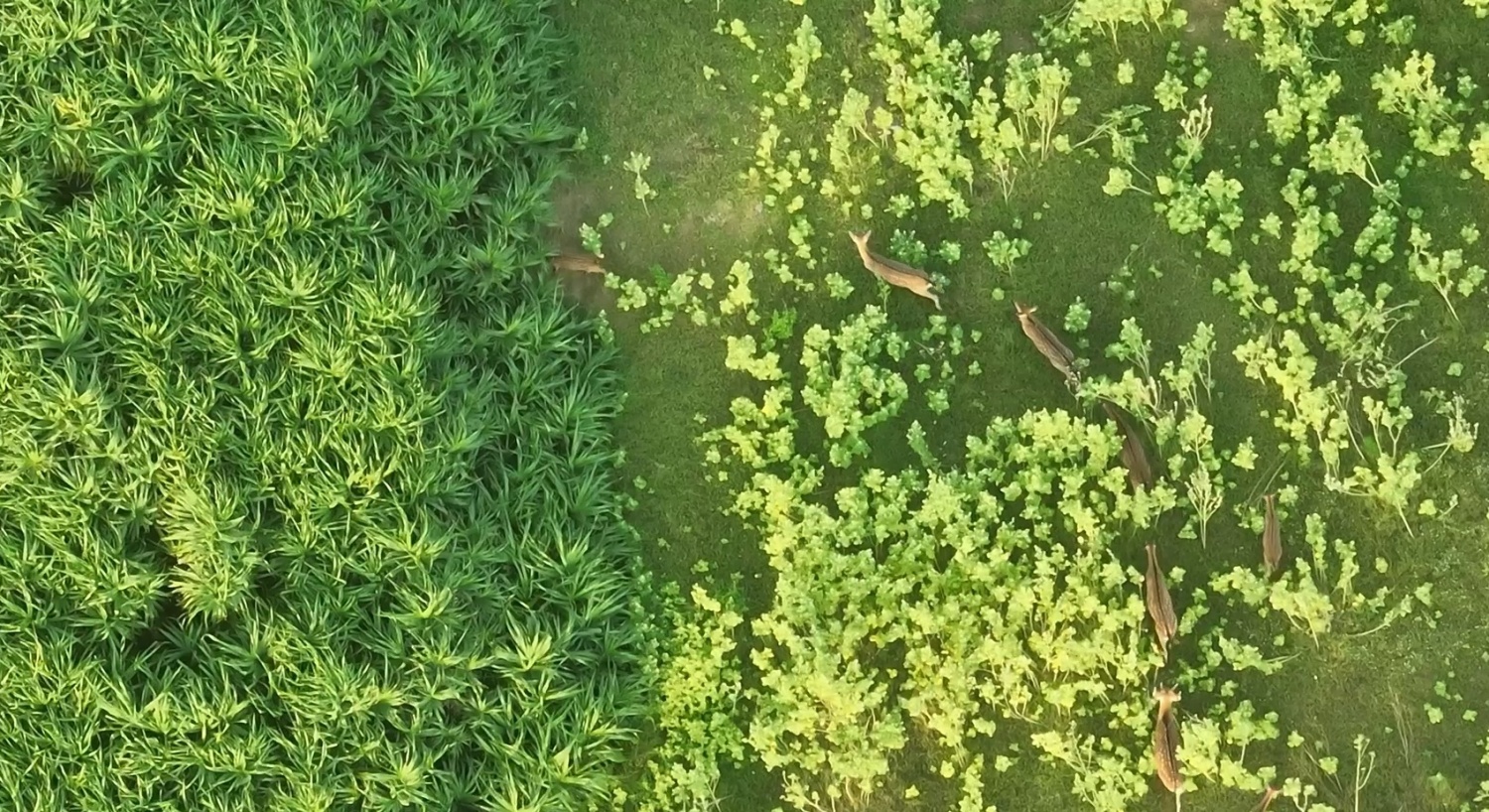 梅花鹿對無人機的警戒距離約 15 至 20 公尺，可看出要使用無人機施打疫苗有多麼困難／墾管處 提供