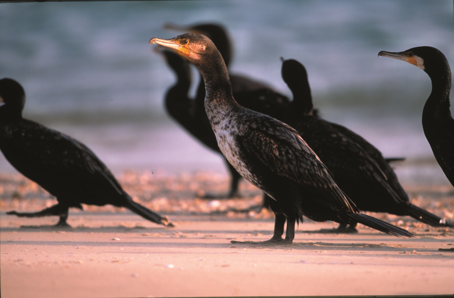 鸕鶿近照／金管處 提供（廖東坤 攝）