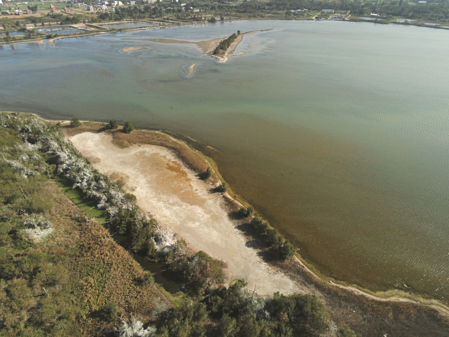 以空拍機觀察慈湖與鸕鶿林（左邊白色的樹是鸕鶿棲息過後布滿排泄物的木麻黃林）／金管處 提供