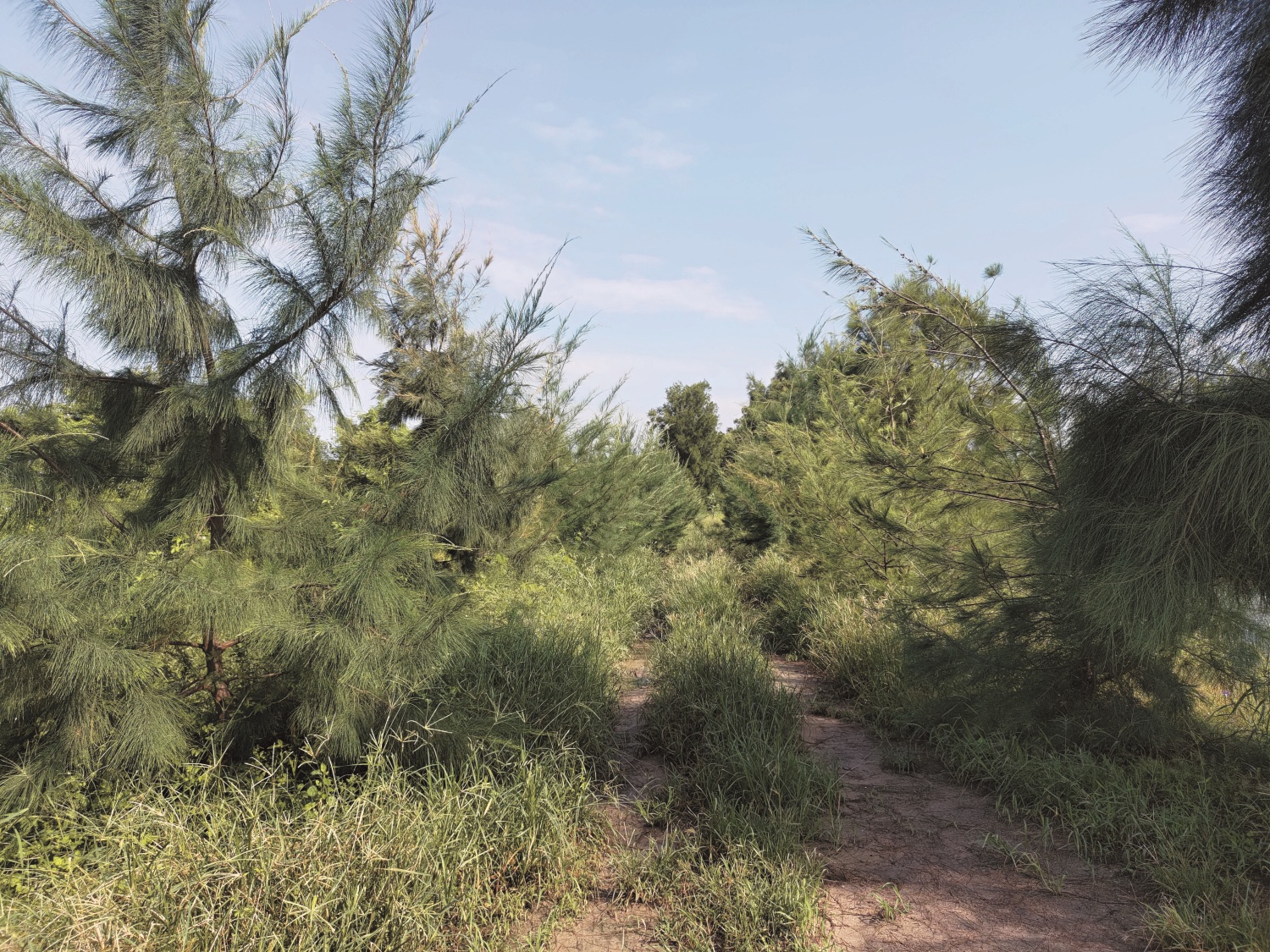 造林後的木麻黃林（圖中葉形細長的樹種）／金管處 提供