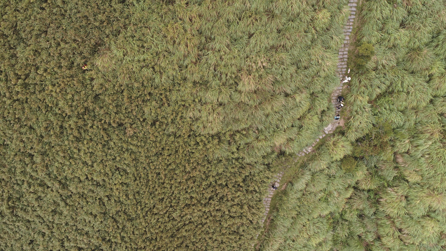 從空拍機的視角可以看到，若人偏離路徑，將非常難被發現（圖片左上有一人）／陽管處 提供