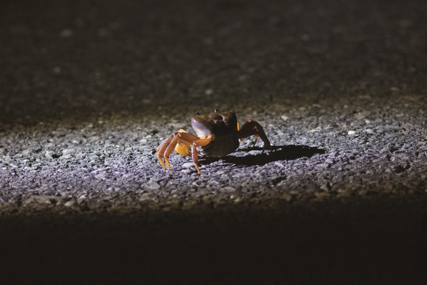 夜間活動的陸蟹／墾管處 提供