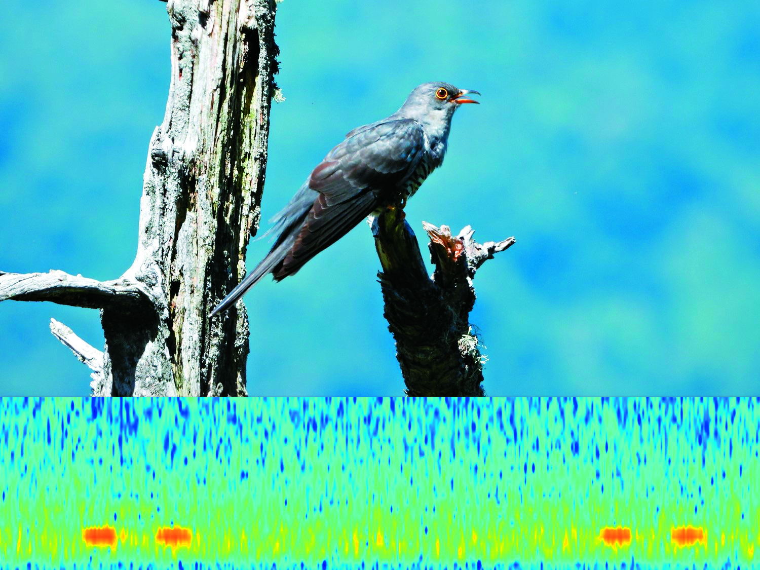 北方中杜鵑的歌聲是低沉、圓潤，帶有共鳴感覺的「咕咕—咕咕—」聲／玉管處 提供
