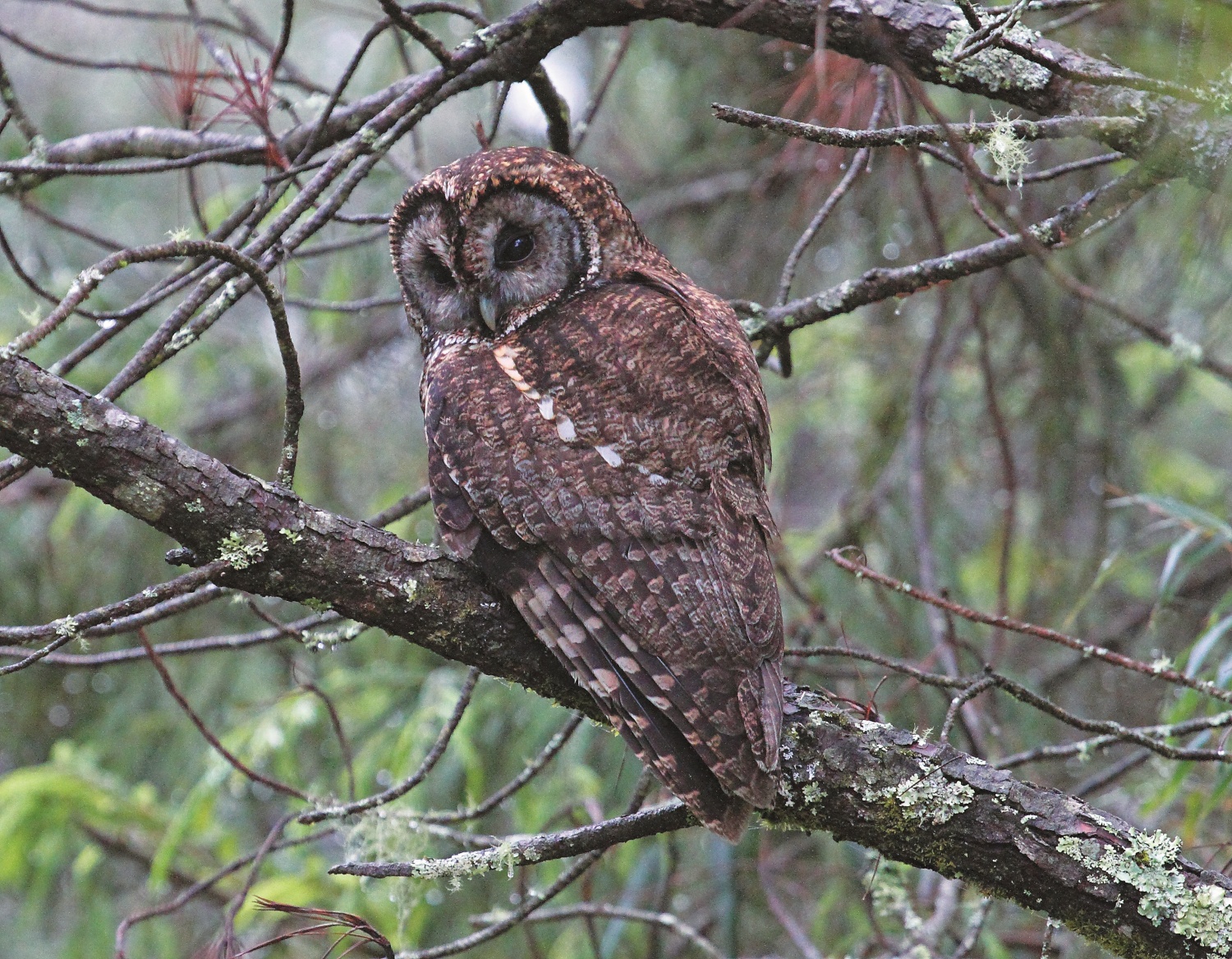 灰林鴞／玉管處 提供（印莉敏 攝）
