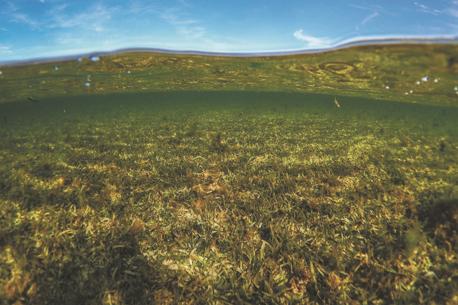 海 草 ／ Benjamin L. Jones 提 供（ 圖 片 來 源：https://unsplash.com/photos/green-grass-field-underblue-sky-during-daytime-Yu2yDKRXv8U）

