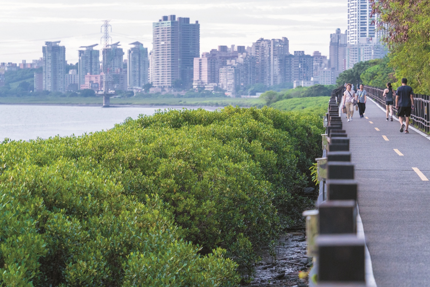 位於竹圍的紅樹林／ Winston Chen 提供（圖片來源：https://unsplash.com/photos/a-group-of-people-walking-down-a-street-nextto-a-river-LrcyPUjh7Pg）
