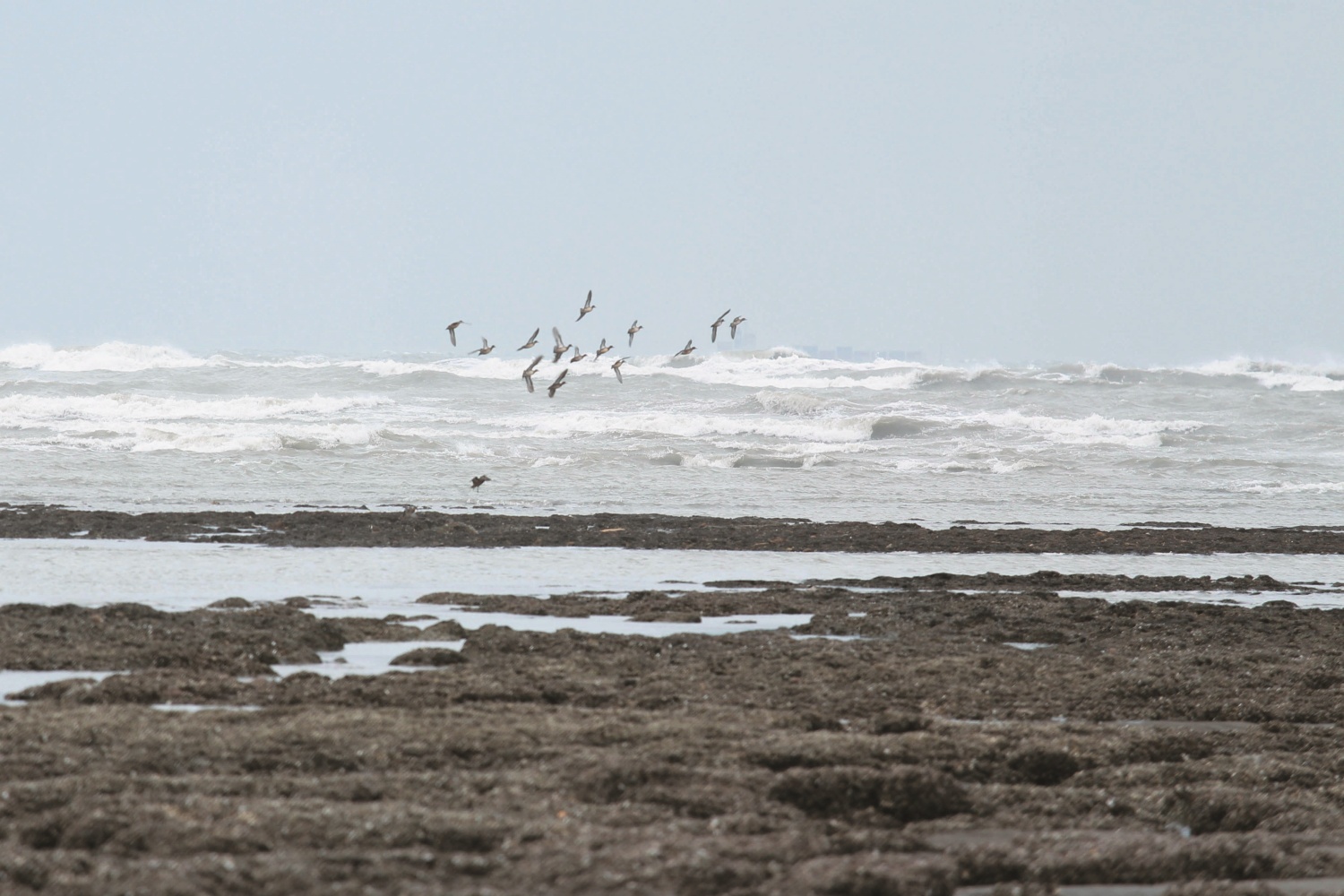 許厝港濕地／ Dong 提供（圖片來源：https://unsplash.com/
photos/a-flock-of-birds-flying-over-the-ocean-ijhYAILjEJY）
