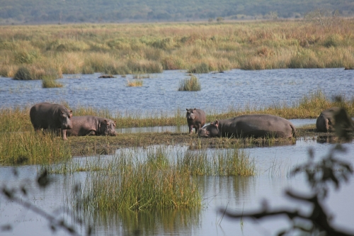 南非伊西曼格利索濕地公園（iSimangaliso Wetland Park）／ Martie Bloem 提供（ 圖片來源：https://unsplash.com/photos/elephants-in-the-water-5jVknPwpSZQ）