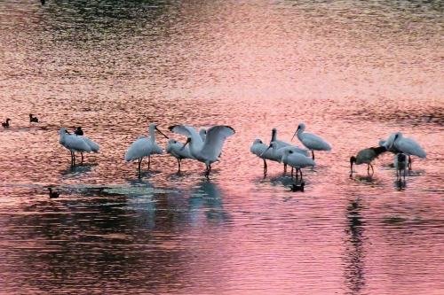 新竹香山濕地的黑面琵鷺／ Yehct 提供（圖片來源：https://
  commons.wikimedia.org/wiki/File:Hsiangshan_wetland_of_Hsinchu_City-yehct-002.jpg）