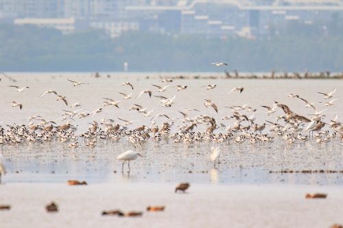 泥灘地／ Bosco Yip 提供（iStock）