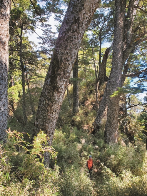 在瞬息萬變的廣袤山林中，人顯得十分渺小