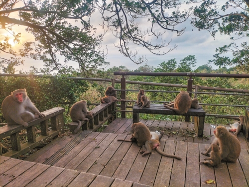 尋找更舒適的環境是生物的天性，人猴該如何和平共處？／ Steven Wu 攝