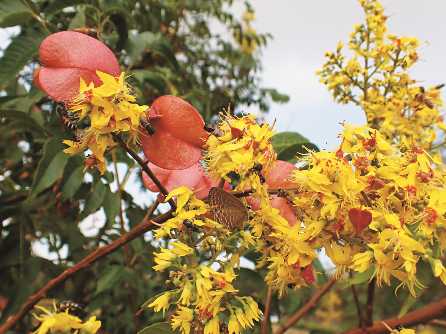 樹木提供動物們食物與棲息環境，也是我們觀察四季變化的主角之一（圖為臺灣欒樹）
