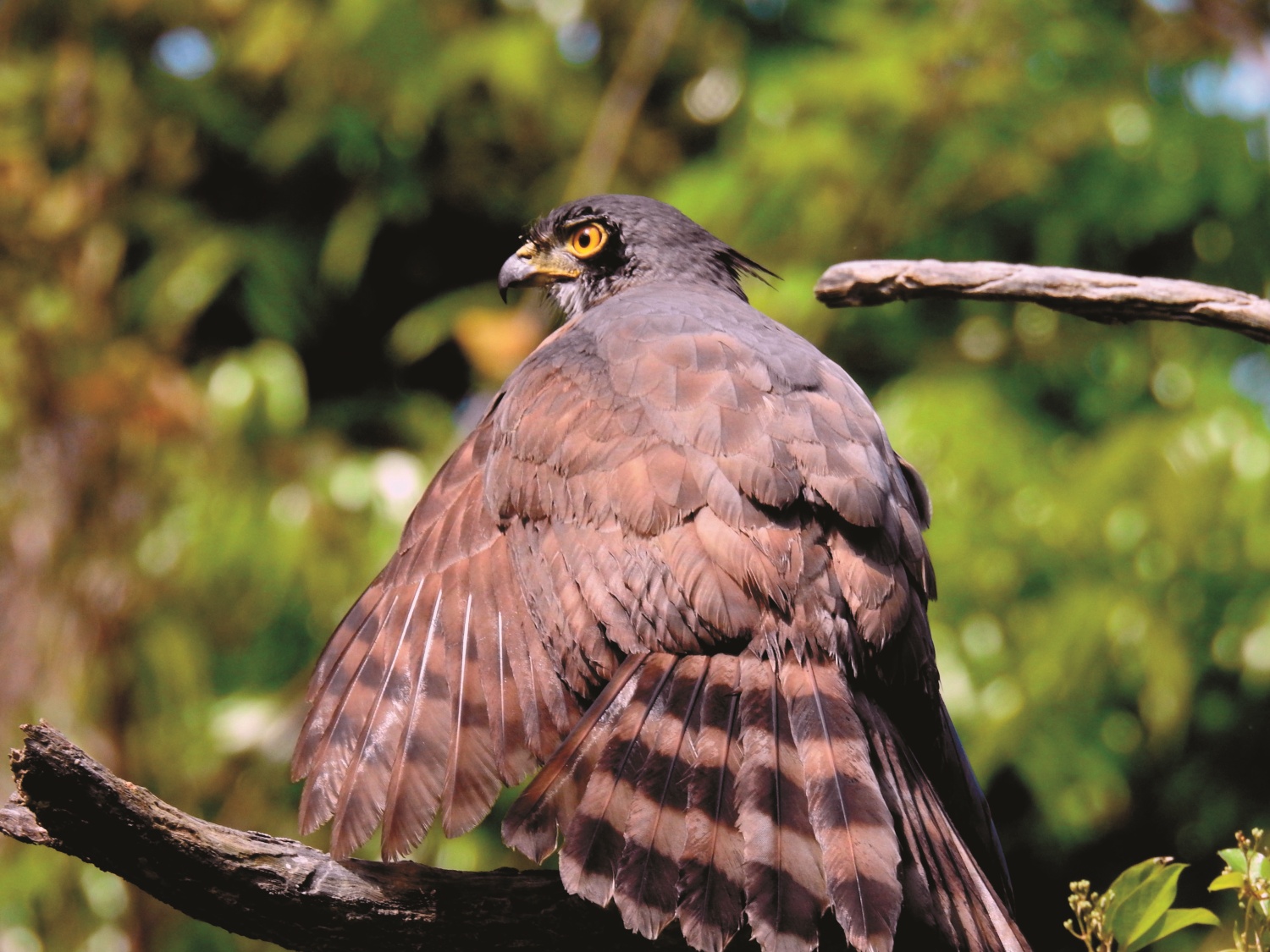 洗澡後行日光浴的鳳頭蒼鷹