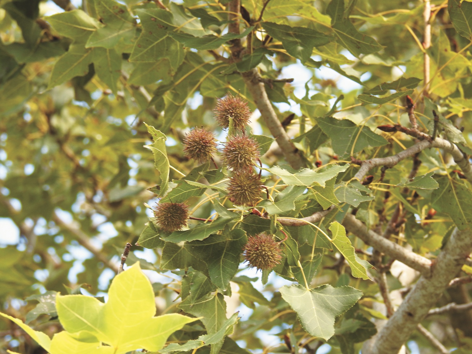  楓香的聚合果，冬季成熟轉黑褐色