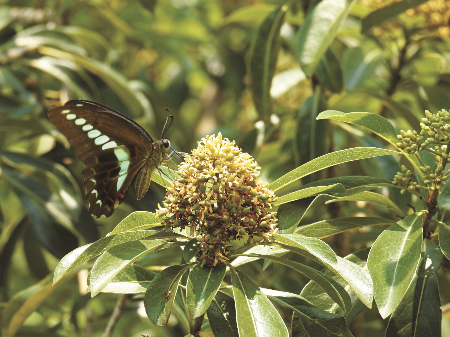  青帶鳳蝶吸食花蜜