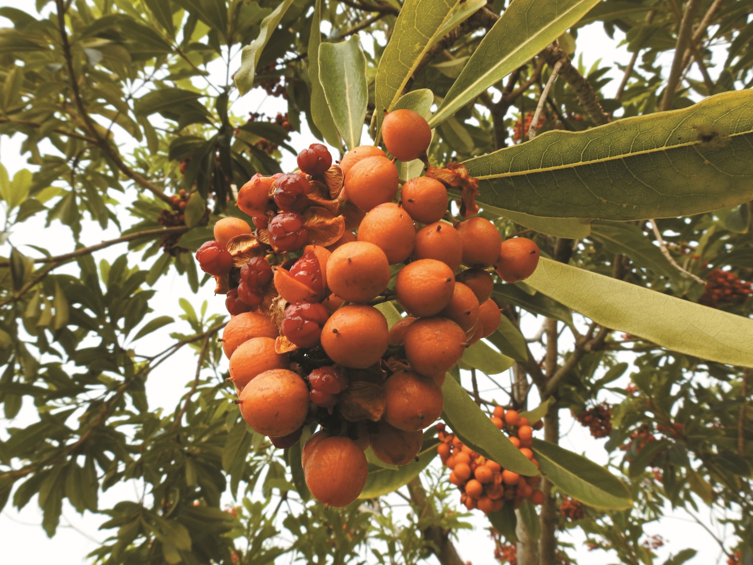  臺灣海桐橙黃色的果實