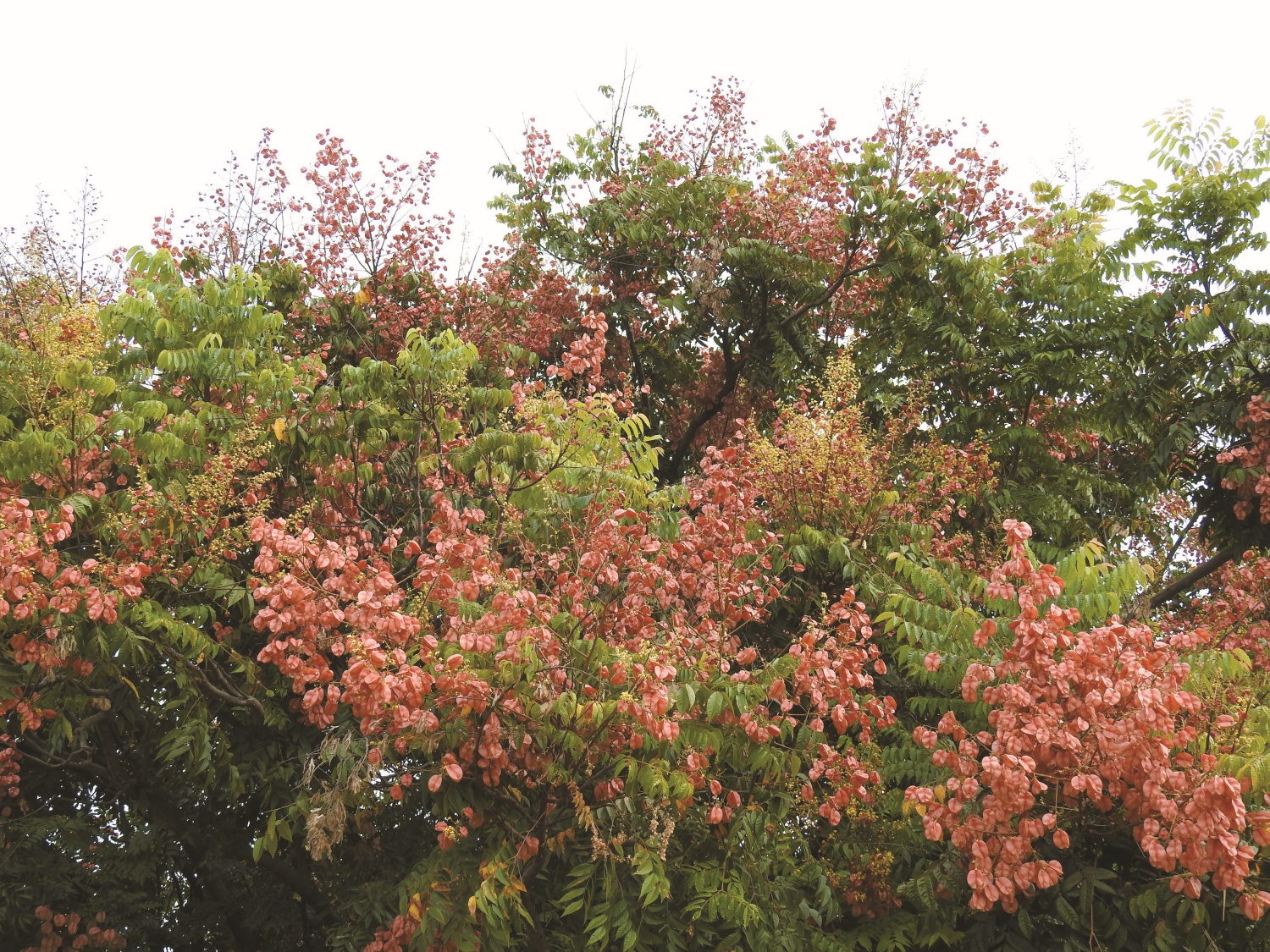 臺灣欒樹花和果