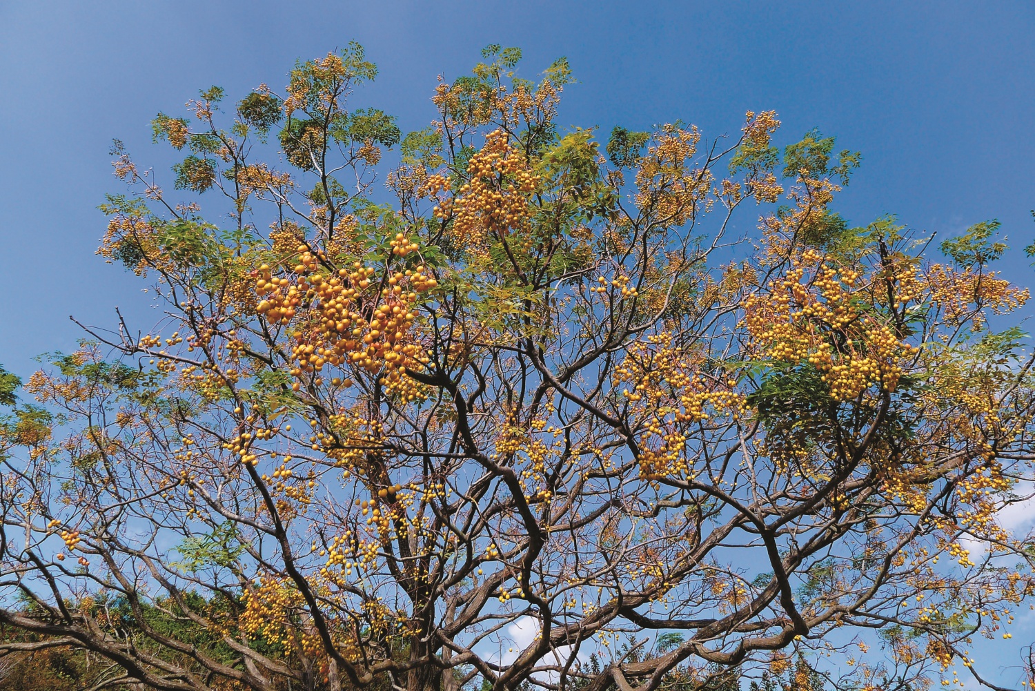 秋末苦楝果實逐漸成熟，葉子也開始轉黃、掉落