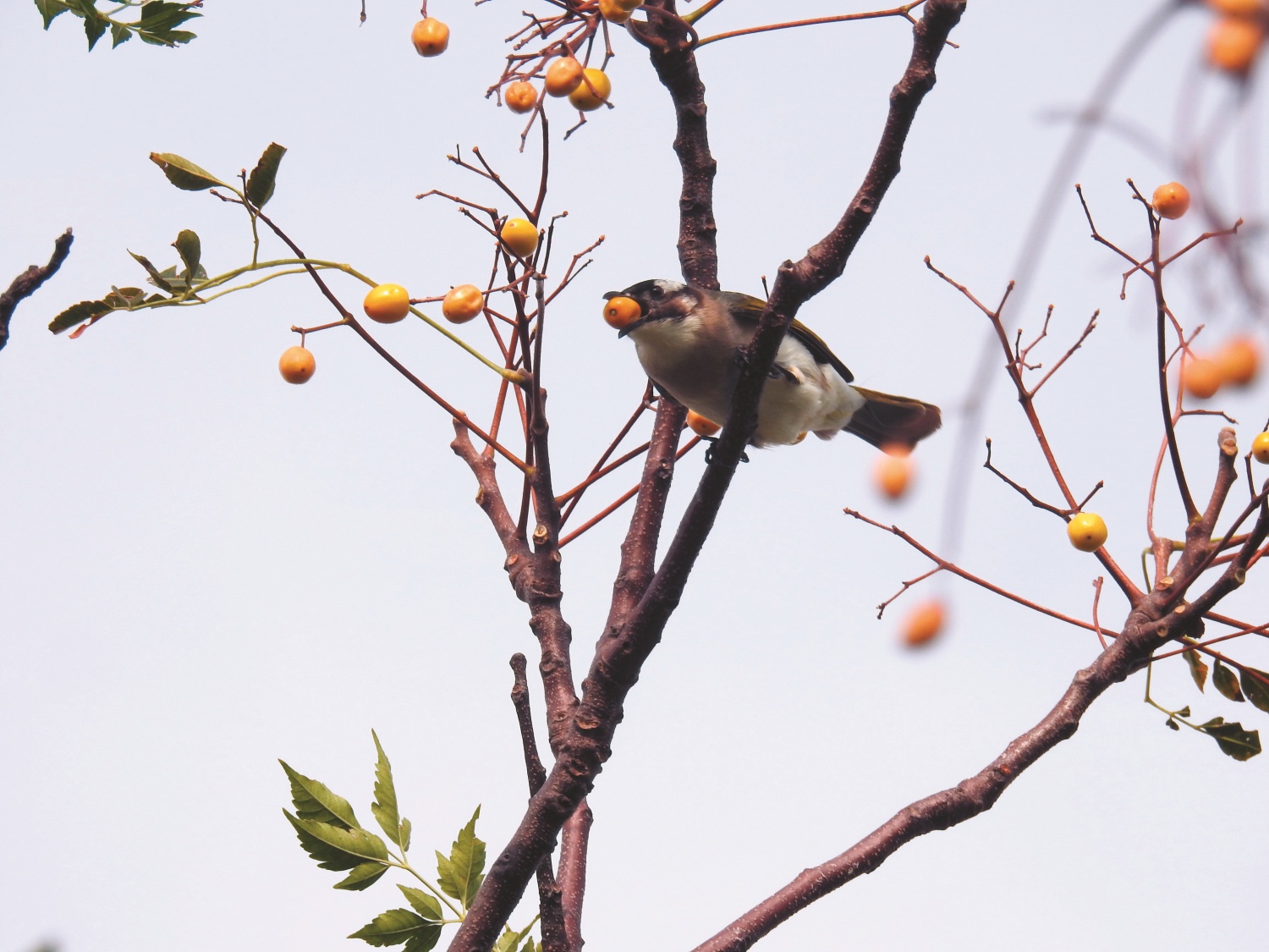  白頭翁取食苦楝果實