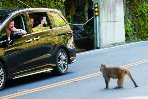 臺灣獼猴在車道上遊走，增加遭路殺的風險／太管處 提供