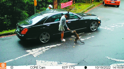 監視器拍到遊客停車餵食臺灣獼猴／陽管處 提供