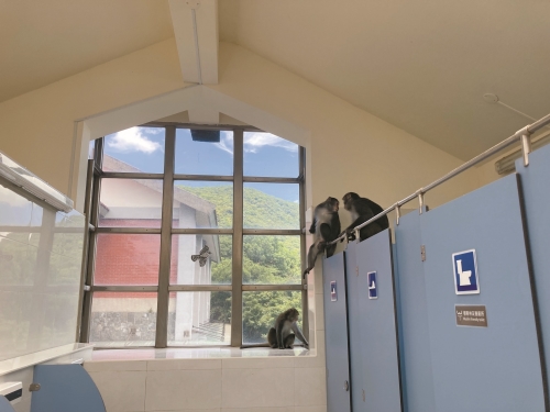 臺灣獼猴闖入陽明山國家公園遊客中心的公廁內／陽管處 提供